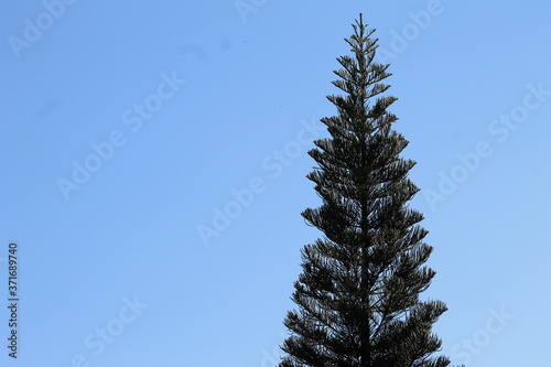 pine tree branches against blue sky