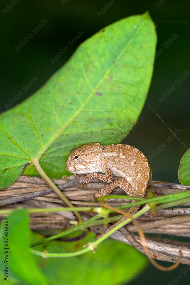 Obraz premium Macro shots, Beautiful nature scene baby green chameleon 