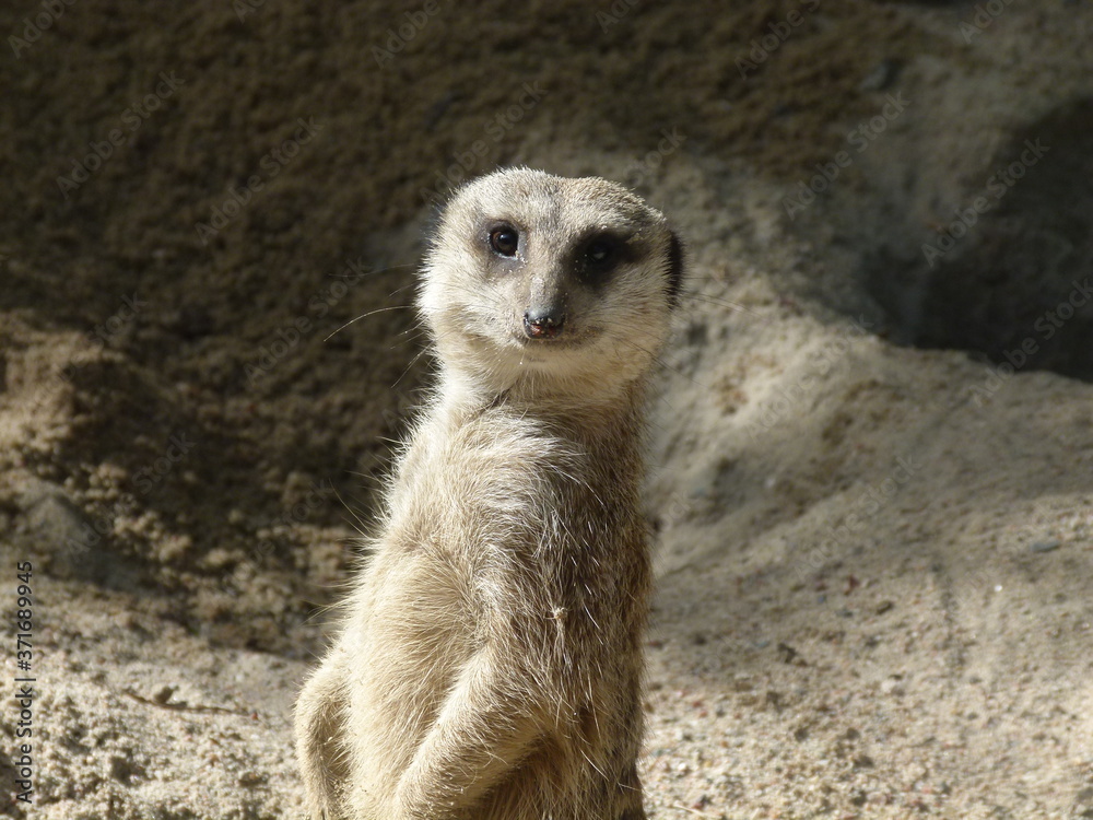 meerkat meerkat