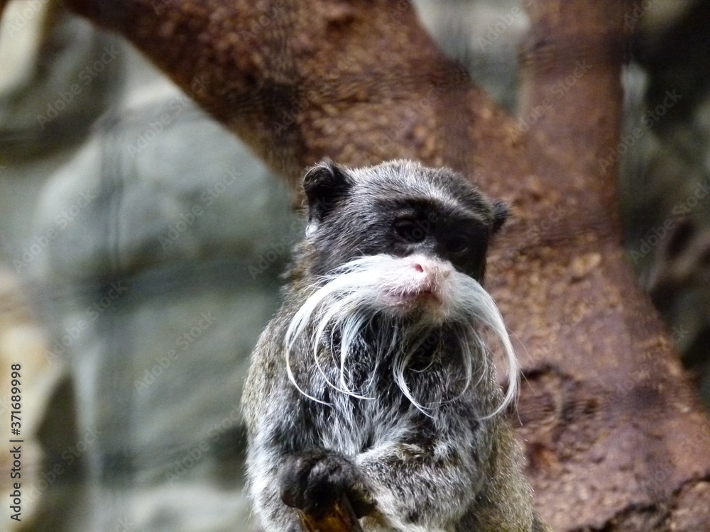 Obraz premium small monkey