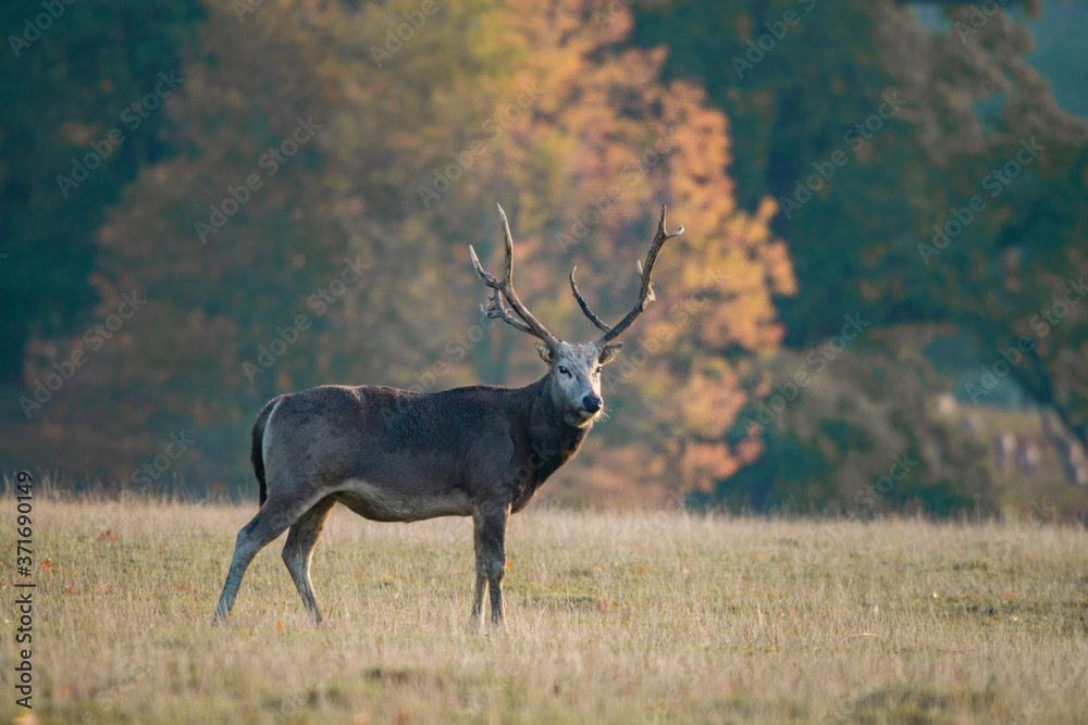 Fototapeta premium Red Deer 