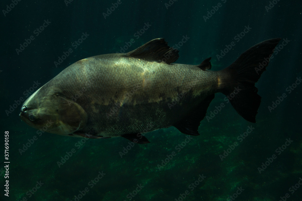The tambaqui, black pacu, black-finned pacu, giant pacu, cachama, gamitana (Colossoma macropomum).