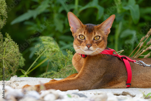 Abyssinian cat lies gracefully on the stones and looks at the camera