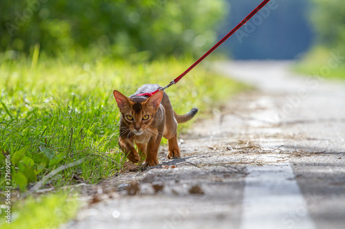 an Abyssinian cat walks along the road on a leash