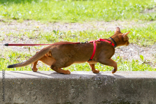 an Abyssinian cat prowls on a rock. red with brown color
