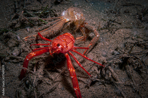 Molting Tuna Crab photo