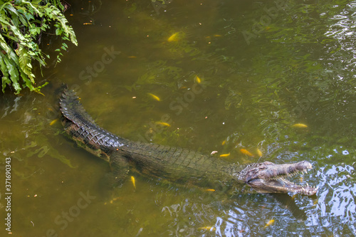 The false gharial is a freshwater crocodilian native to Malaysia, Borneo, Sumatra, and Java.
It is dark reddish-brown above with dark brown or black spots and cross-bands on the back and tail.