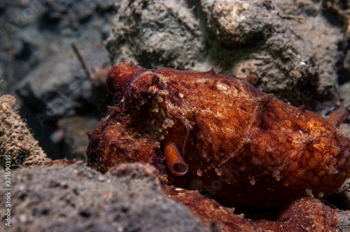 Fotografiet Pacific Red Octopus