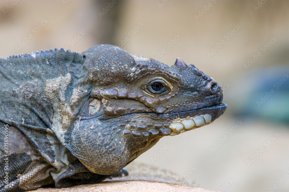 Obraz premium The rhinoceros iguana (Cyclura cornuta) is a threatened species of lizard in the family Iguanidae that is primarily found on the Caribbean island of Hispaniola. The closeup head image.