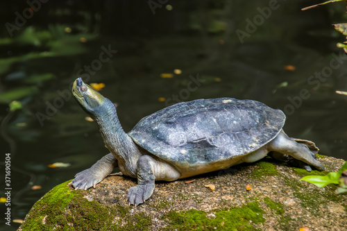 The Burmese roofed turtle (Batagur trivittata) is one of six species of turtle in the genus Batagur of the family Geoemydidae. It is endemic to Myanmar. It remains very rare in the wild.