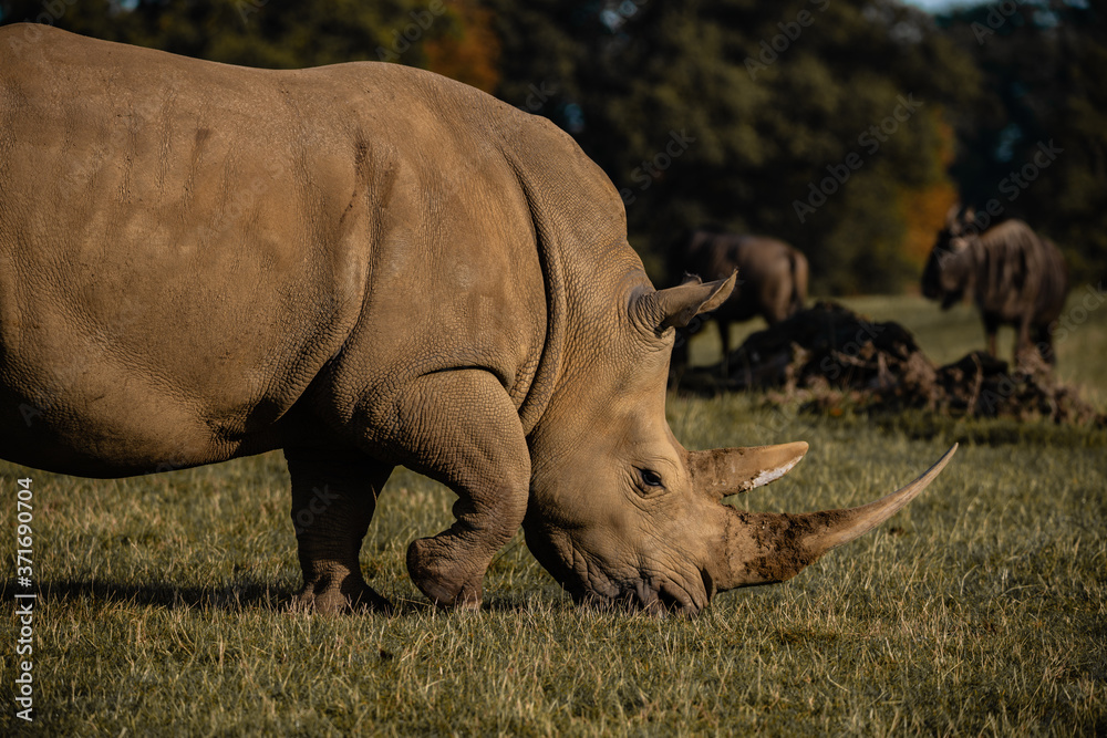 Obraz premium Southern White Rhino 