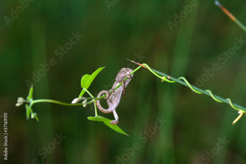 Macro shots, Beautiful nature scene baby green chameleon 