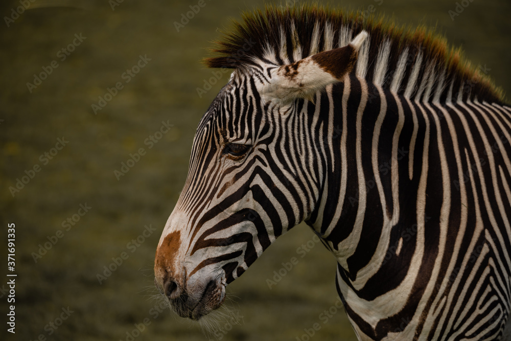 Handsome Striking Zebra Portrait Handsome Striking Zebra Portrait