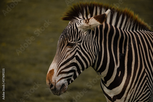 Handsome Striking Zebra Portrait