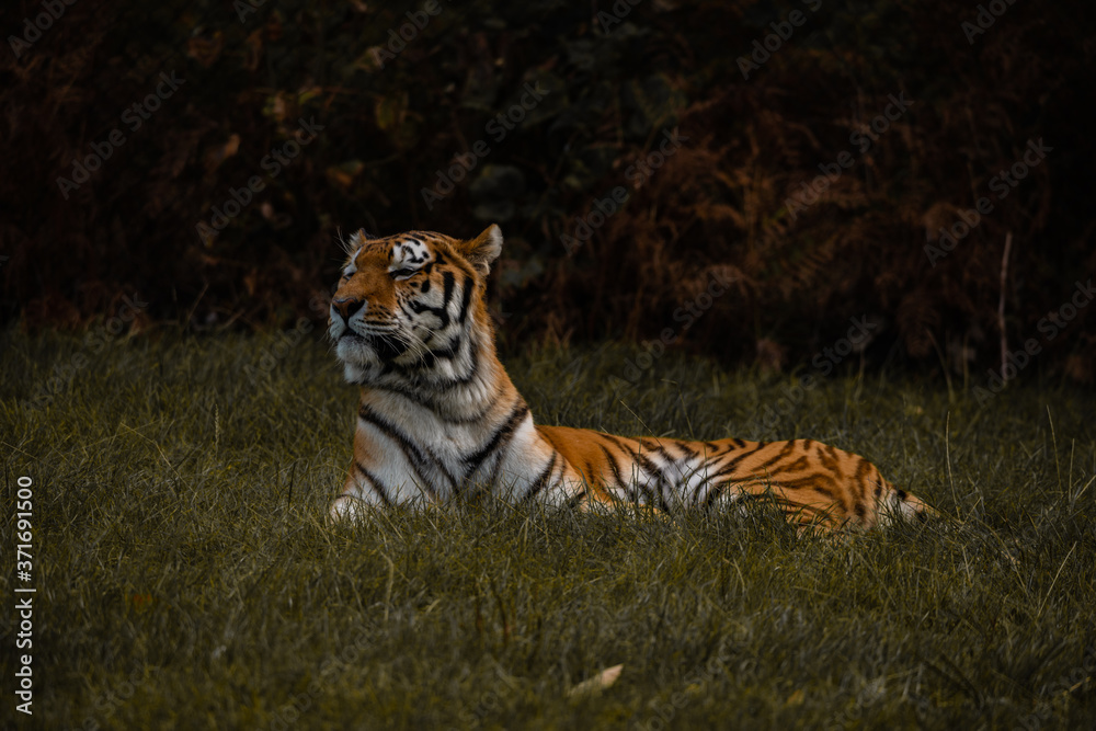 Fototapeta premium Dark Moody Regal Fierce Tiger