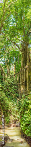 Ubud on the isle of Bali in Indonesia, the town is famous for the monks forest