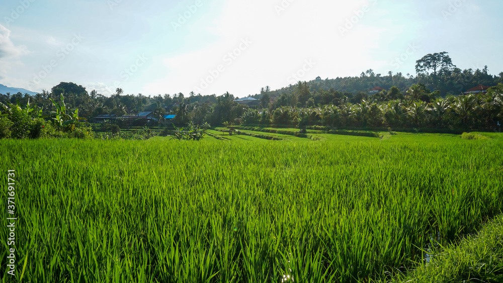 Fototapeta premium green field and blue sky