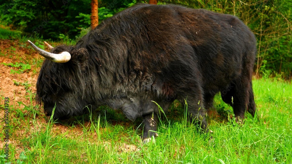 Scene of an highland cow which is grazing the grass Scene of an highland cow which is grazing the grass