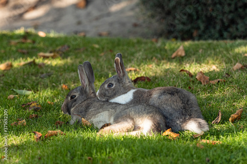 beautiful brown rabbit couple cuddling on the green grass field under the shade away from the hot summer sun in the afternoon