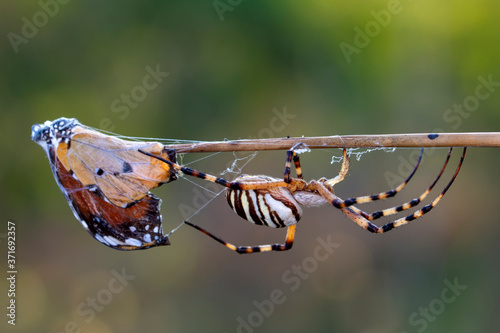 Photography Beautiful spider feasting butterfly on a spider web