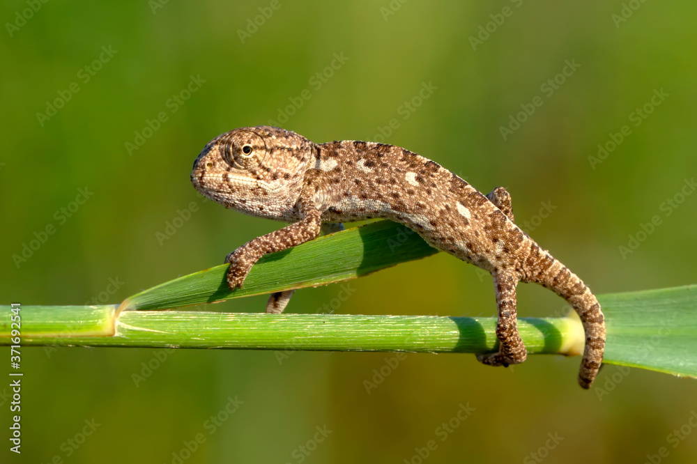Macro shots, Beautiful nature scene baby green chameleon Macro shots, Beautiful nature scene baby green chameleon