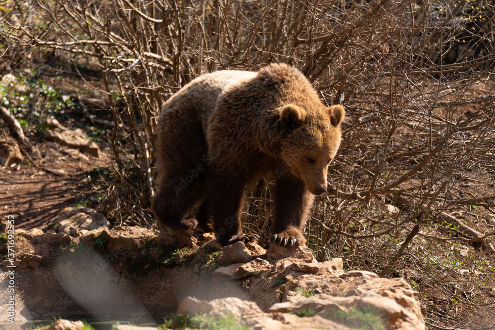 Fototapeta premium Brown Bear Croatia Forest 