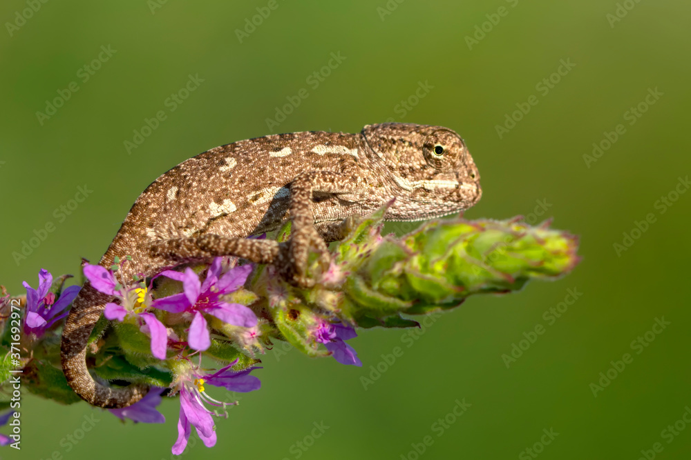 Obraz premium Macro shots, Beautiful nature scene baby green chameleon