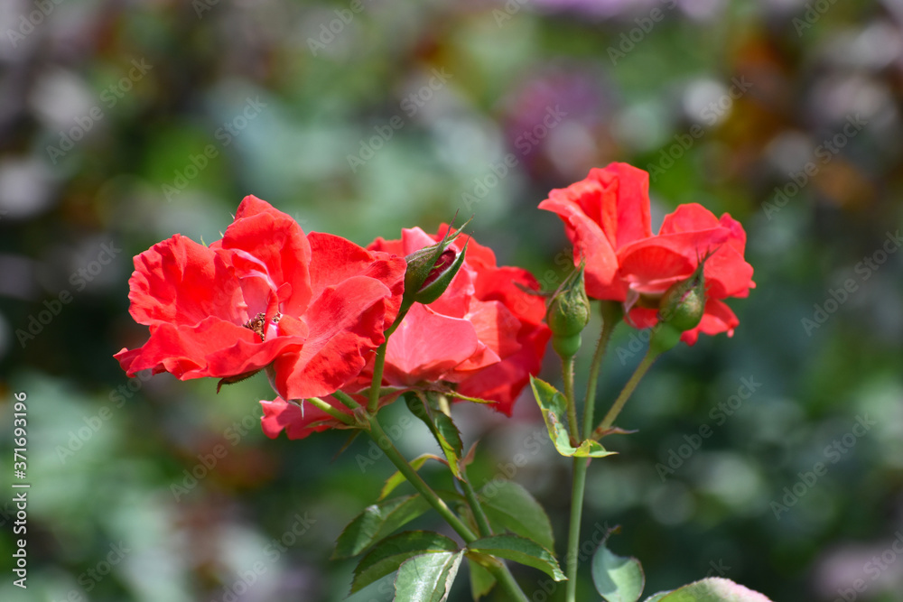 夏の庭園で咲く朱色のバラの花　サラバンドゥ