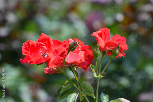 夏の庭園で咲く朱色のバラの花 サラバンドゥ