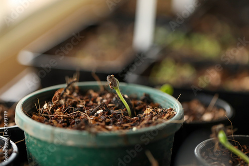 Sunflower plants emerging from seeds in small plastic pots. Macro plant image.