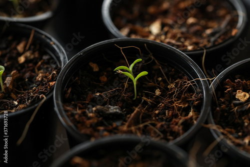 Small seedlings emerging from potting mix with delicate green leaves