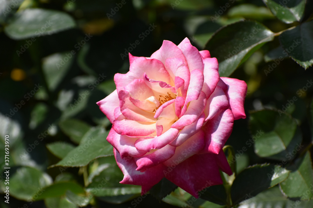 夏の庭園で咲くピンク色のバラの花　カリフォルニア　ドリーミング