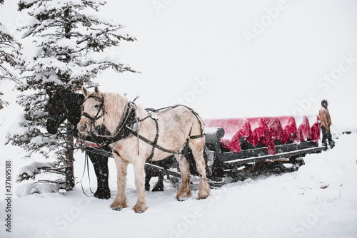 Sleigh Ride With Horse Drawn Sled