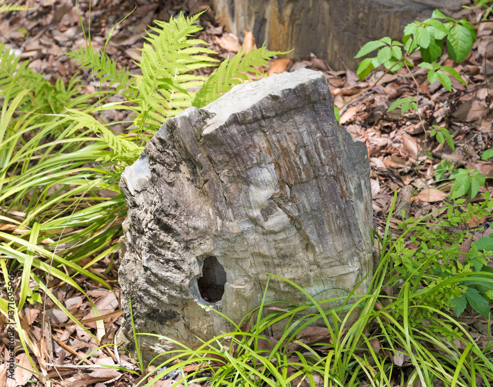 Obraz premium 木の化石である珪化木（東京都府中市）