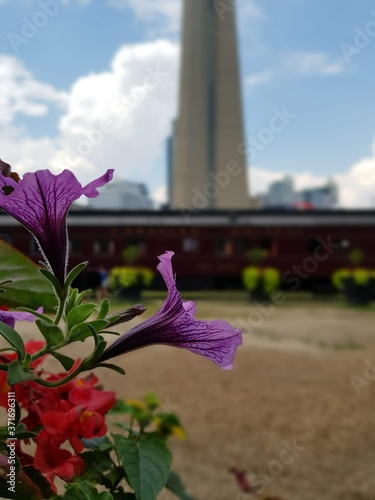 Flores en primer plano