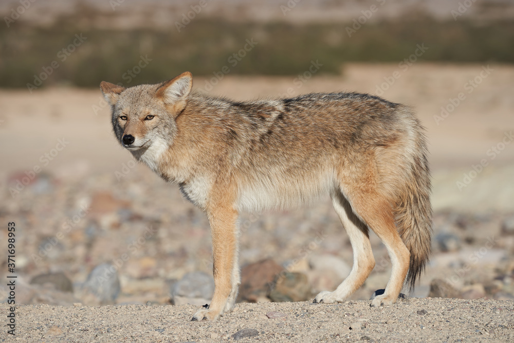 Naklejka premium Lone wild coyote in the desert in Death Valley, California.