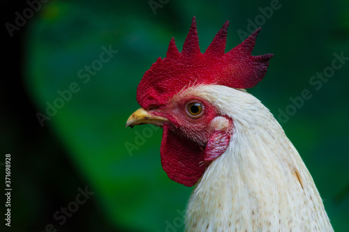 chicken © Naushad