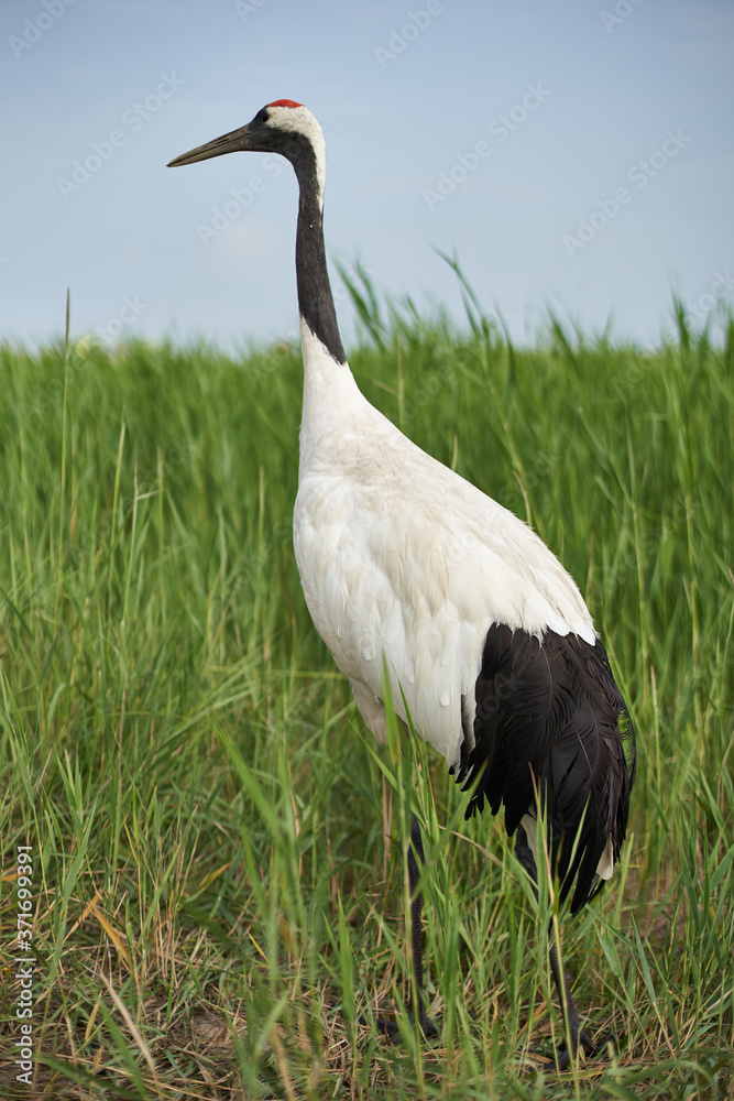 Obraz premium Closeup of a red-crowned crane (also known as Manchurian crane or Japanese crane) foraging in a wetland reserve in Heilongjiang, northeastern China.