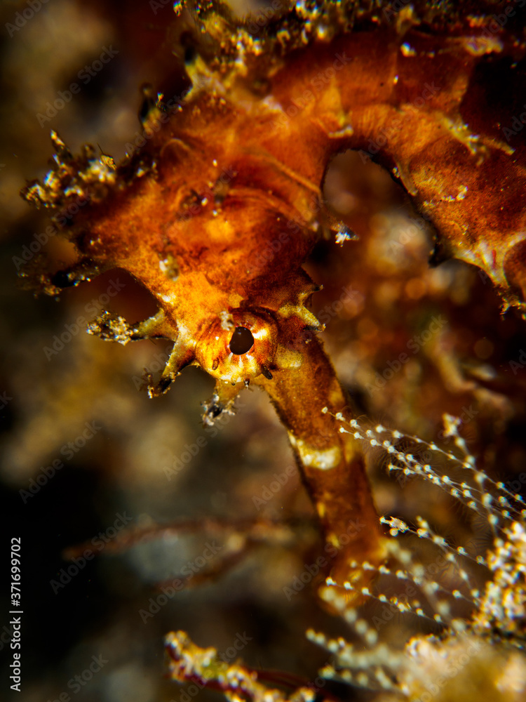 “Gold is the corpse of value...” Neal Stephenson Stock Photo Adobe Stock