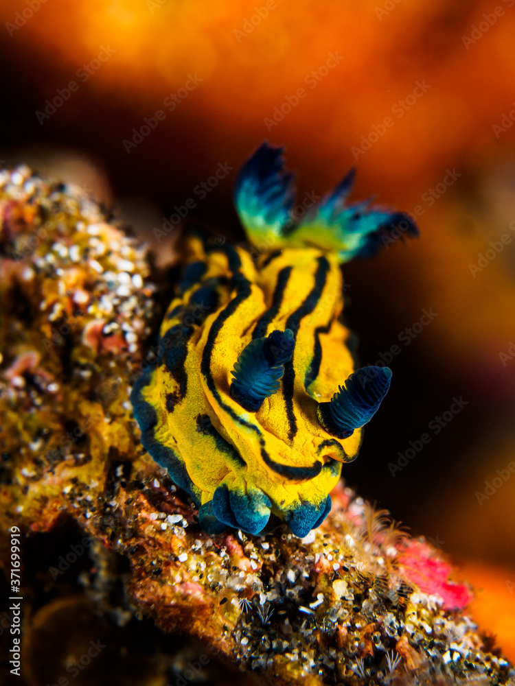 Fototapeta premium Squishy