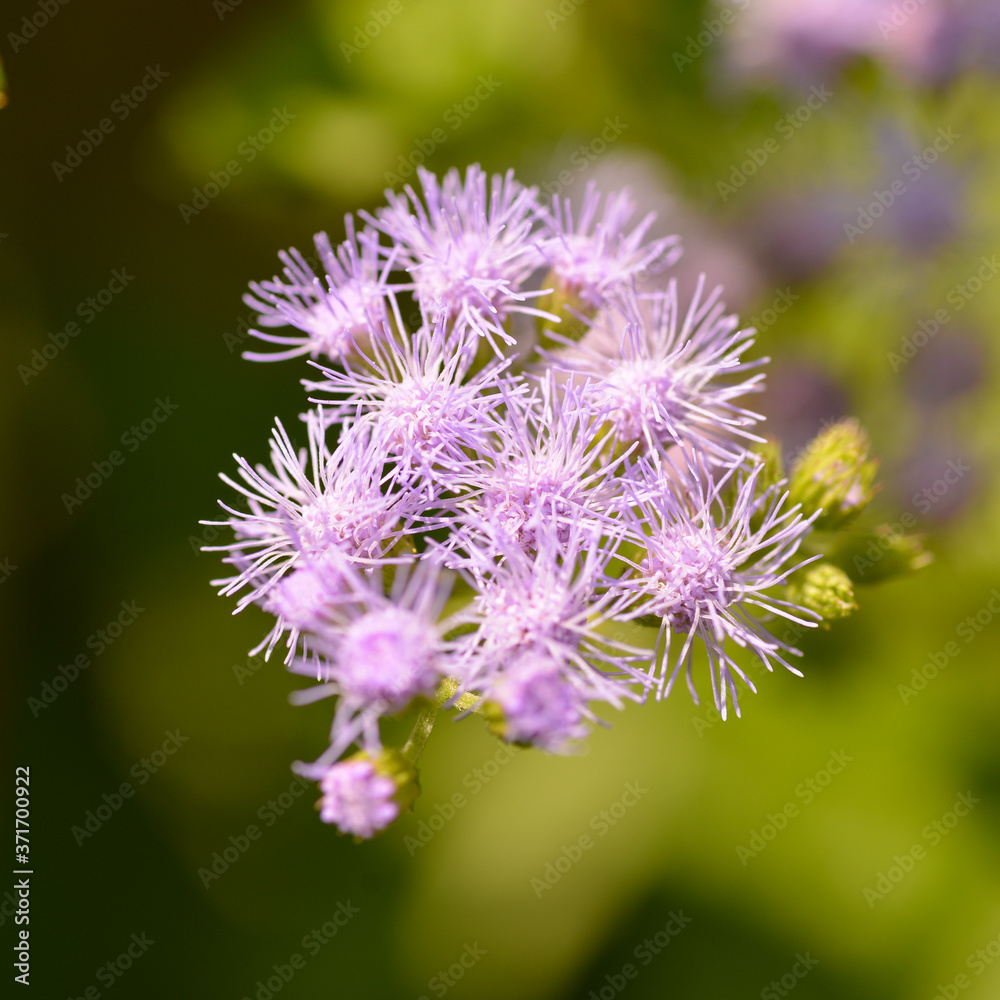 Floss flower (Ageratum houstonianumin) in full bloom in Japan Floss flower (Ageratum houstonianumin) in full bloom in Japan