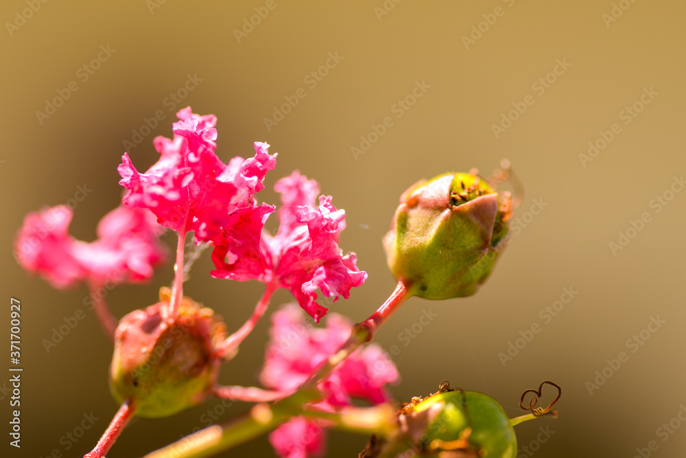 Red flowers of crape myrtle (Lagerstroemia indica) in Japan