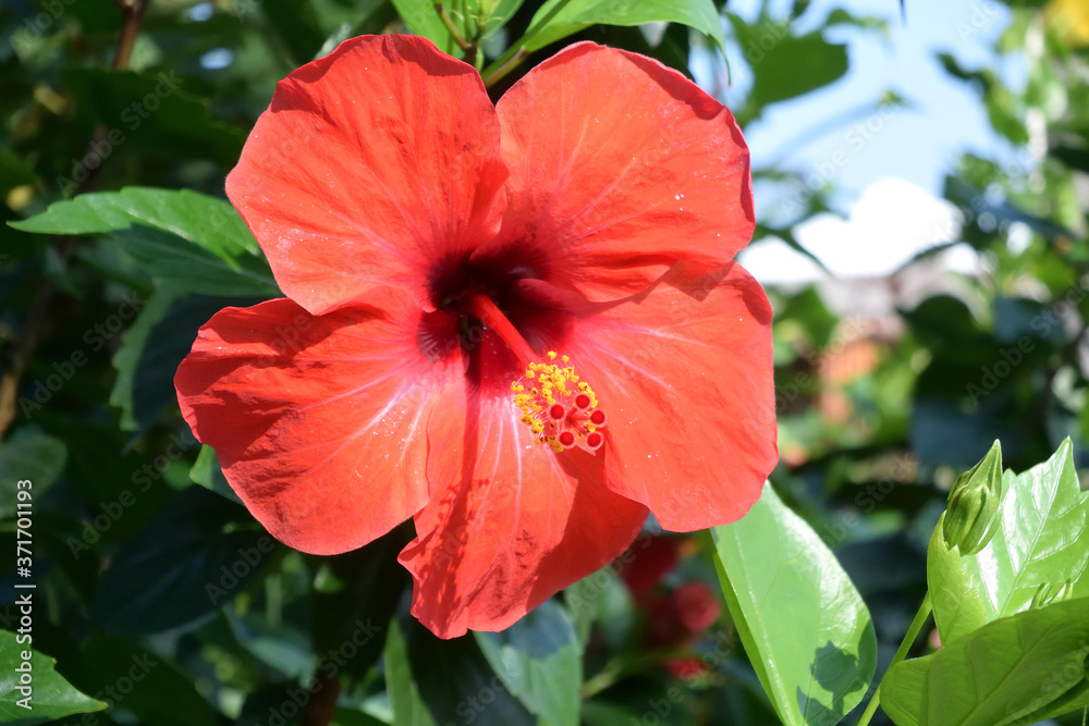 Hibiscus Flower. Hibiscus Flower.
