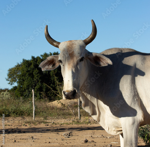 nelore ox on the farm