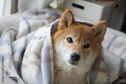 室内でくつろぐ柴犬