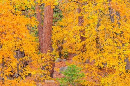 Autumn Oak trees and pines fill the San Bernardino Mountains in Big Bear Lake, California