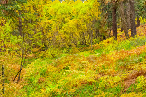 Autumn ferns and trees  fill the forest in Big Bear Lake, California © Patricia E. Thomas