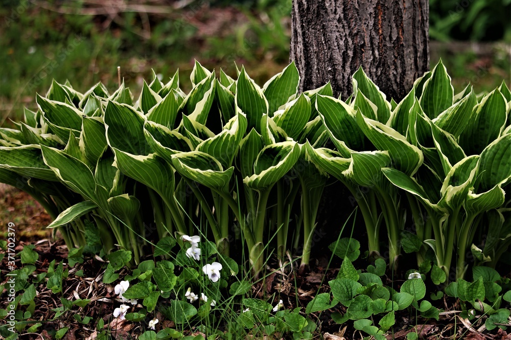 Obraz premium Hosta at Base of Aspen Tree