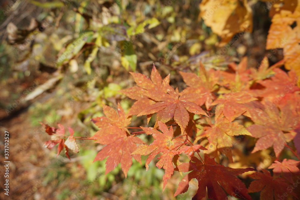 An amazing autumn season landscape of Japanese mountains, Nagano, Japan, national nature park An amazing autumn season landscape of Japanese mountains, Nagano, Japan, national nature park
