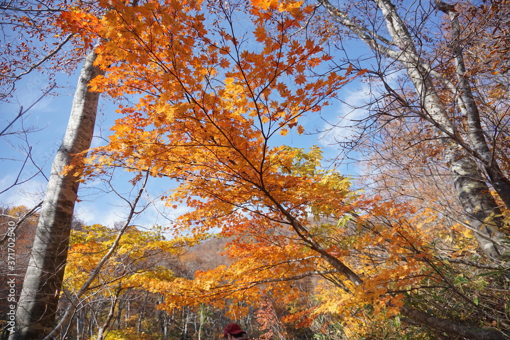 An amazing autumn season landscape of Japanese mountains, Nagano, Japan, national nature park An amazing autumn season landscape of Japanese mountains, Nagano, Japan, national nature park